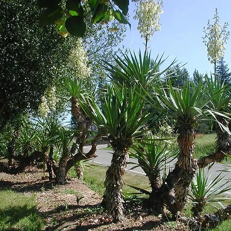 Yuccas& Tilleuls 아르비